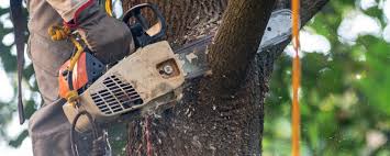 Professional Tree Care in Woodway, TX