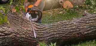 Best Lawn Renovation and Restoration  in Woodway, TX