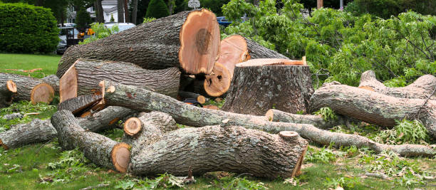 Best Tree Health Inspection  in Woodway, TX