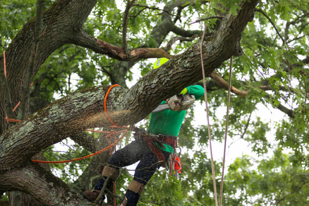 Best Lawn Mowing  in Woodway, TX