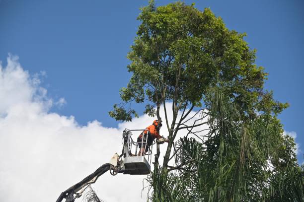 How Our Tree Care Process Works  in  Woodway, TX