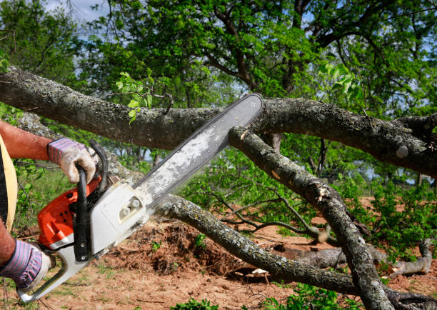 Best Arborist Consultation Services  in Woodway, TX