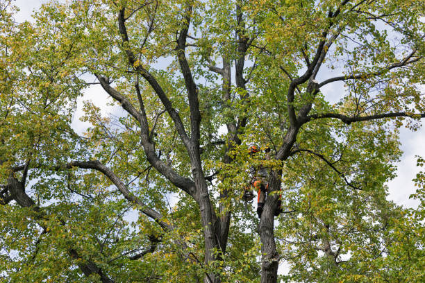 Best Seasonal Cleanup (Spring/Fall)  in Woodway, TX